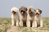 LAGOTTO 115